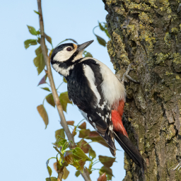 2018-04-20_09-00-38_Copyright_Henk-Dekker.nl_0378