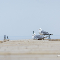 2018-04-28_17-05-47_Copyright_Henk-Dekker.nl_0380