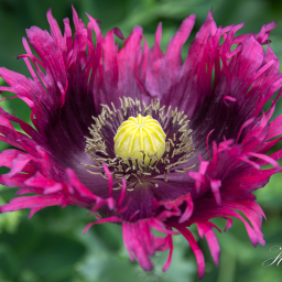 2018-06-17_09-36-47_Copyright_Henk-Dekker.nl_0390