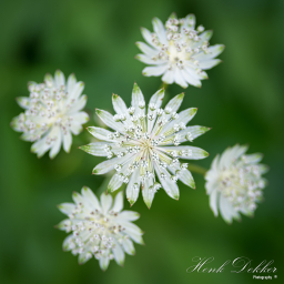2018-06-17_11-05-11_Copyright_Henk-Dekker.nl_0392