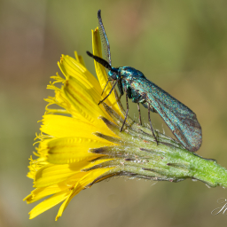 2018-07-08_10-12-41_Copyright_Henk-Dekker.nl_0394