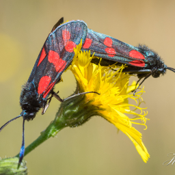 2018-07-08_10-17-45_Copyright_Henk-Dekker.nl_0395