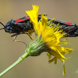 2018-07-08_10-20-00_Copyright_Henk-Dekker.nl_0396