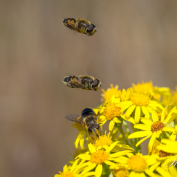 2018-07-08_10-55-44_Copyright_Henk-Dekker.nl_0398