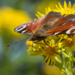 2018-07-08_10-58-06_Copyright_Henk-Dekker.nl_0399