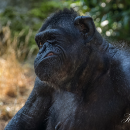 2018-07-21_08-35-35_Copyright_Henk-Dekker.nl_0401