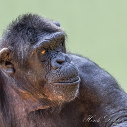 2018-07-21_11-01-42_Copyright_Henk-Dekker.nl_0404
