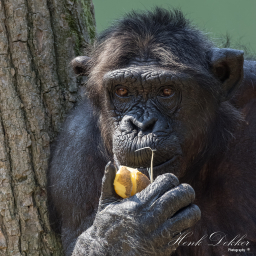 2018-07-21_11-02-09_Copyright_Henk-Dekker.nl_0405