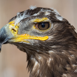 2018-07-30_08-49-14_Copyright_Henk-Dekker.nl_0407