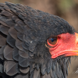 2018-07-30_09-18-18_Copyright_Henk-Dekker.nl_0408