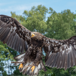 2018-07-30_10-15-52_Copyright_Henk-Dekker.nl_0414