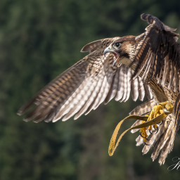 2018-07-30_10-23-09_Copyright_Henk-Dekker.nl_0415