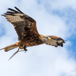 2018-07-30_10-28-15_Copyright_Henk-Dekker.nl_0416