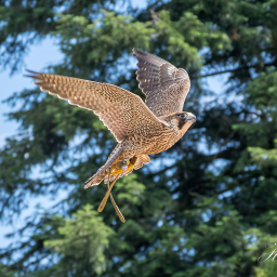 2018-07-30_10-29-12_Copyright_Henk-Dekker.nl_0417