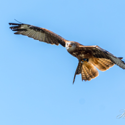2018-07-30_10-31-45_Copyright_Henk-Dekker.nl_0418