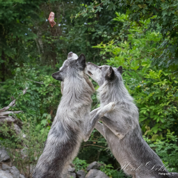 2018-08-05_08-51-00_Copyright_Henk-Dekker.nl_0421