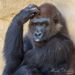 2018-08-05_11-19-40_Copyright_Henk-Dekker.nl_0426