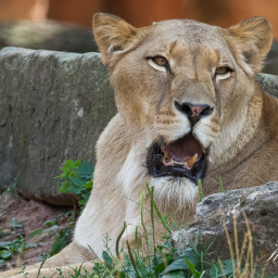 2018-08-05_12-54-55_Copyright_Henk-Dekker.nl_0429