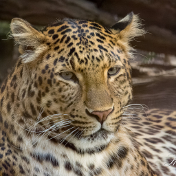 2018-08-05_13-30-05_Copyright_Henk-Dekker.nl_0432