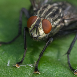 2018-08-07_09-23-43_Copyright_Henk-Dekker.nl_0434