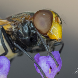 2018-08-07_09-26-12_Copyright_Henk-Dekker.nl_0435