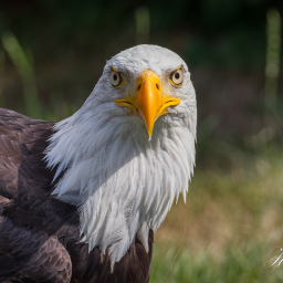 2018-08-08_11-32-57_Copyright_Henk-Dekker.nl_0436