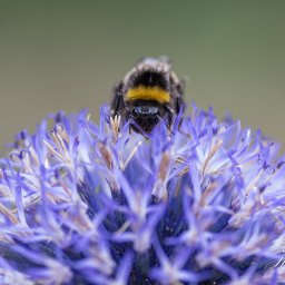 2018-08-10_12-08-13_Copyright_Henk-Dekker.nl_0438