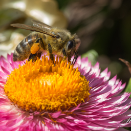 2018-08-10_12-21-38_Copyright_Henk-Dekker.nl_0439
