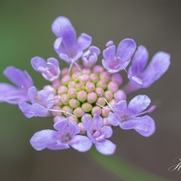 2018-08-10_12-31-43_Copyright_Henk-Dekker.nl_0441