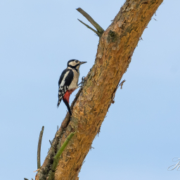 2018-08-16_13-42-21_Copyright_Henk-Dekker.nl_0442