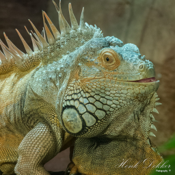 2018-08-17_15-40-05_Copyright_Henk-Dekker.nl_0444