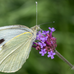 2018-08-18_14-10-38_Copyright_Henk-Dekker.nl_0447