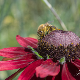 2018-08-18_14-18-19_Copyright_Henk-Dekker.nl_0448