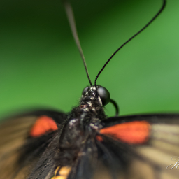 2018-09-08_10-32-21_Copyright_Henk-Dekker.nl_0454