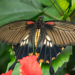 2018-09-08_10-32-50_Copyright_Henk-Dekker.nl_0455