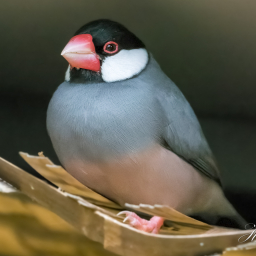 2018-09-08_11-53-59_Copyright_Henk-Dekker.nl_0456