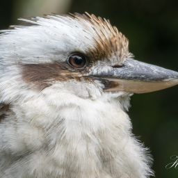 2018-09-08_11-57-50_Copyright_Henk-Dekker.nl_0457