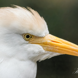 2018-09-08_12-16-27_Copyright_Henk-Dekker.nl_0458
