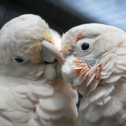 2018-09-08_12-42-41_Copyright_Henk-Dekker.nl_0459