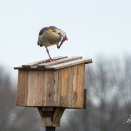 2019-03-10_10-08-14_Copyright_Henk-Dekker.nl_0477