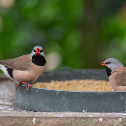 2019-03-25_13-26-38_Copyright_Henk-Dekker.nl_0485