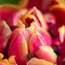 2019-04-13_08-25-08_Copyright_Henk-Dekker.nl_0487