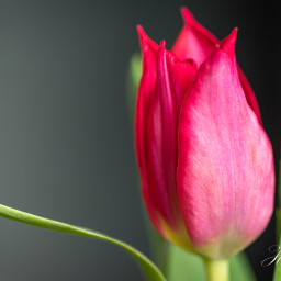 2019-04-13_09-40-35_Copyright_Henk-Dekker.nl_0488
