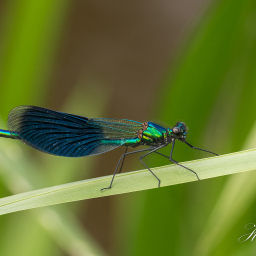 2019-05-28_10-54-09_Copyright_Henk-Dekker.nl_0490