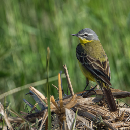 2020-05-28_08-12-55_Copyright_Henk-Dekker.nl_0594