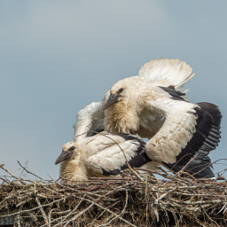 2020-06-17_15-00-04_Copyright_Henk-Dekker.nl_0602