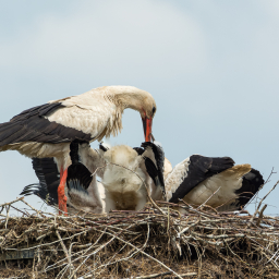 2020-06-17_15-00-15_Copyright_Henk-Dekker.nl_0603
