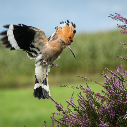 2020-09-05_15-41-31_Copyright_Henk-Dekker.nl_0652