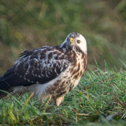 2020-10-02_08-57-45_Copyright_Henk-Dekker.nl_0659