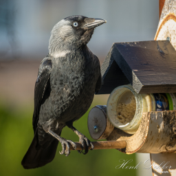 2021-04-17_08-29-57_Copyright_Henk-Dekker.nl_0664